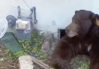 Bear Eludes Capture Under Altadena Home; Trap Snags Wrong One
