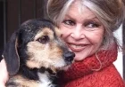 Brigitte Bardot Dedicates Her Second Act to Animal Advocacy