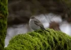 Rare Taiga Flycatcher Spotted in Vancouver: A Once-in-a-Generation Sighting