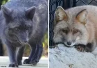 Tampa Zoo Welcomes Rescued Red Foxes from Ohio Fur Farm