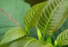 Kratom Sparks Intense Public Health Debate