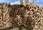Mass Timber Surge Could Revitalize Wisconsin’s Forest Industry