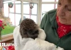 Rescuing Garden Hedgehogs: A 25-Year Commitment to Wildlife Conservation