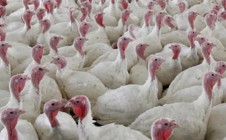 Avian Flu Hits 4 Ontario Poultry Farms, 63,000 Birds Culled