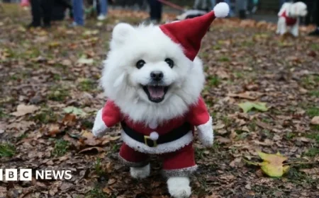 Rescue Dogs Parade in Festive Jumpers Through Central London