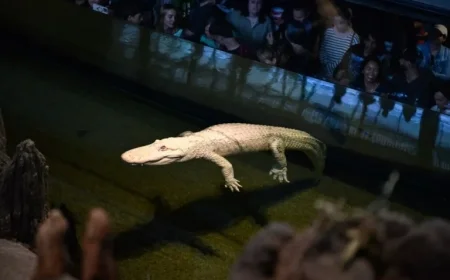 Beloved Albino Alligator Claude Dies at 30 in California Academy