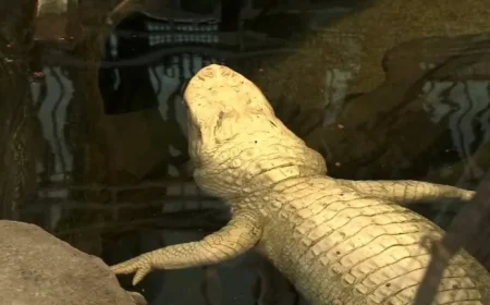 Claude, Beloved Albino Alligator, Dies at 30 at Cal Academy