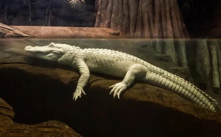 Claude the Albino Alligator Has Died at 30: San Francisco Mourns a Gentle Giant