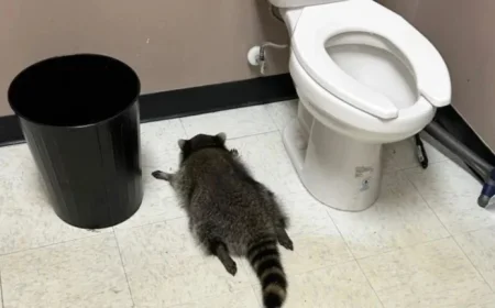 Intoxicated Raccoon Discovered Unconscious in Virginia Liquor Store After Frenzy