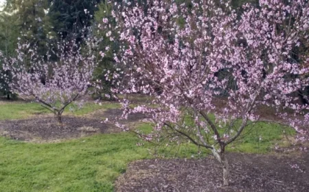 UC ANR’s New ‘The Home Orchard’ Edition Guides Fruit, Nut Tree Growth