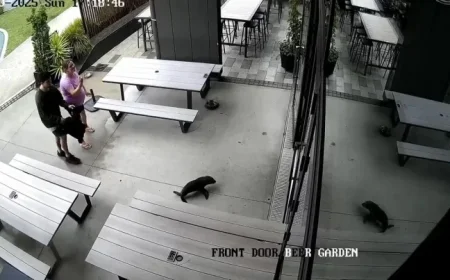 Baby Seal Unexpectedly Enters New Zealand Bar, Surprises Patrons in Bathroom