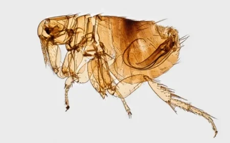 Study Links Volcanic Eruption to Plague’s Arrival in Europe