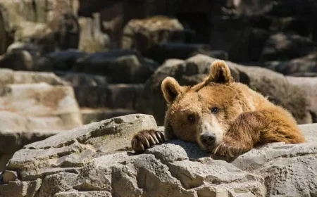 Nasdaq Rises, Dollar General Surges, Robinhood Hits Key Level Today