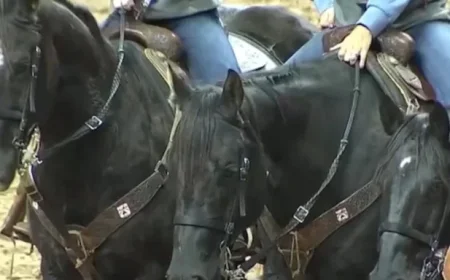 Equine Herpes Outbreak Alters National Finals Rodeo Plans