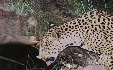 Endangered Jaguar Seen in Arizona, Marks Fifth Sighting in 15 Years