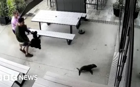 Baby Seal Surprises Patrons by Wandering into Bar