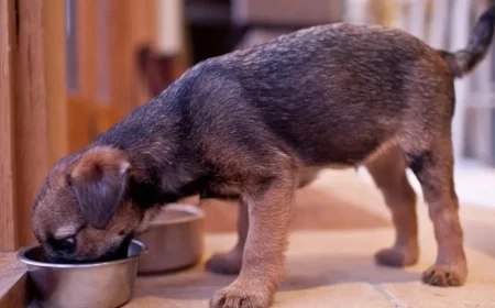 Nationwide Recall: Dog Food Company Withdraws 300 Cases Due to Plastic Contamination