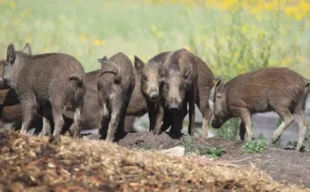 Alberta Imposes New Restrictions on Wild Boar Hunting and Farming