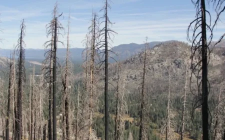 Forest Service Invites Input on Caldor Fire Restoration Plans