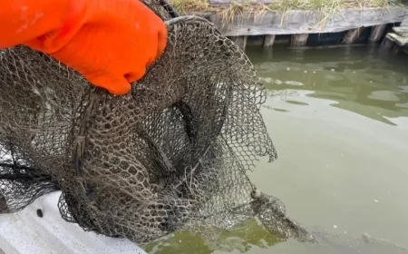 Vandals Damage Fishing Equipment at Po Delta Park, Sparking Regional Outrage