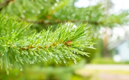 TUI Cancels Initial ‘Alternative Lapland’ Trips Due to Lack of Snow