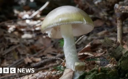 California Warns Against Mushroom Foraging After Deadly Poisoning