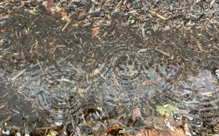 Maps Reveal Potential for 4-Inch Rainfall in Oregon’s Atmospheric River Path