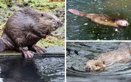 East Devon Wildlife Park Proposes Rehab Housing to Support Beaver Population