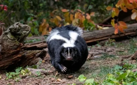 U.S. Man Dies from Rabies Following Infected Kidney Transplant