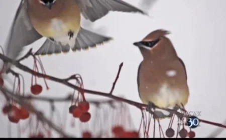 Vermont Anticipates Surprising Surge in Winter Bird Migration