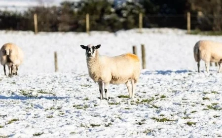 Will Northern Ireland See a White Christmas? Exploring Post-Ice Age Traditions
