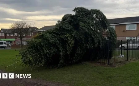 Villagers Work to Restore Shotton Colliery’s Felled Christmas Tree