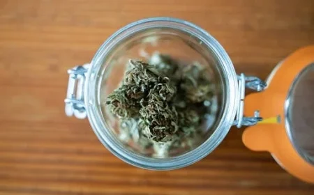 Weed Stocks Surge on Reports of Trump Administration Marijuana Reclassification