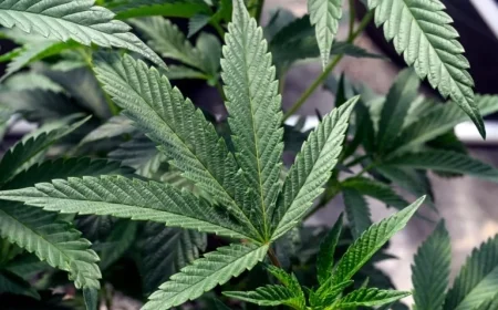 Reclassification of Marijuana: Impact on Americans Explained by The Washington Post