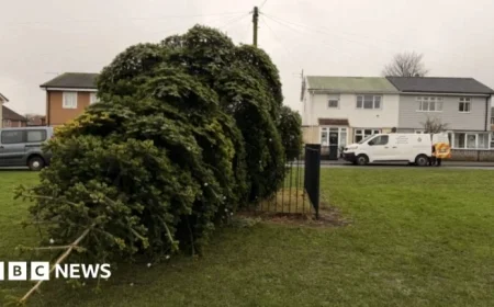 Men Arrested for Cutting Down Shotton Colliery Christmas Tree