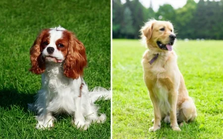 Golden Retriever and Cavalier Puppies Surprise with ‘Mini’ Offspring