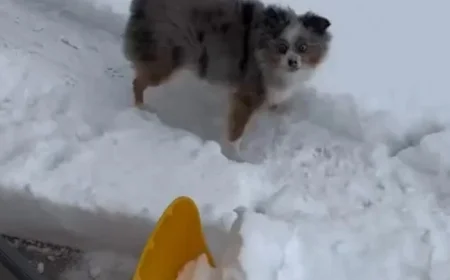 Dog Delights in Playing With Snow Shovel: Watch Video