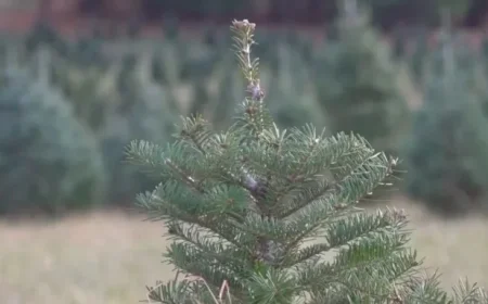 Christmas Tree Farm Thrives with Remarkable Comeback