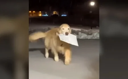Golden Retriever Delivers Family Mail, Trots Through Snow