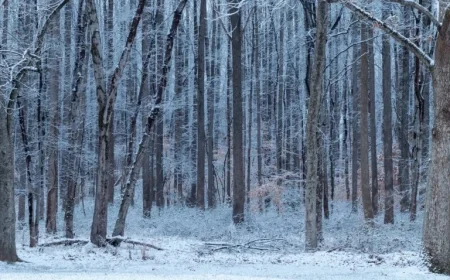 Snowfall Totals for Sunday in D.C., Maryland, and Virginia