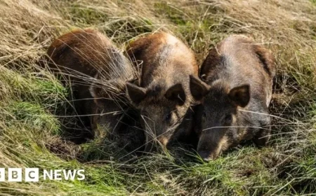 Three Pigs Transform Harold’s Park Wildland