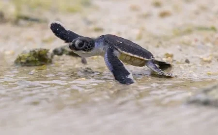 Seven Significant Climate and Nature Achievements Set for 2025