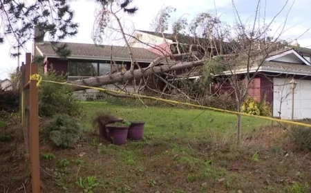 Strong Winds in Western Washington Cause Tree to Fall on Everett House