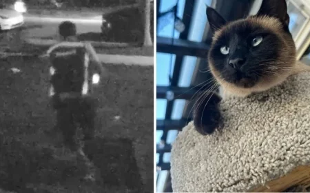 Amazon Driver Accused of Stealing Lakewood Woman’s Cat During Package Delivery