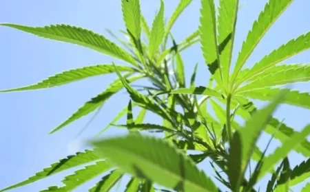 Federal Hemp Regulation Boosts Beverage Innovation Opportunities