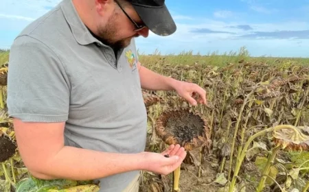 Sunflower Farmer Urges Governor for Effective Crop Protection Measures