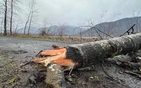 Gale-Force Winds Topple Tree, Kill Chilliwack Mother in Park