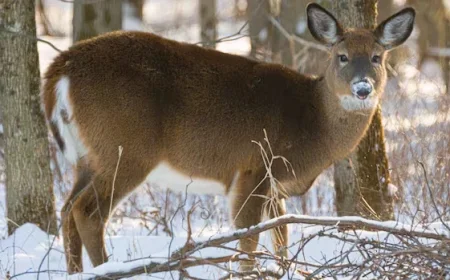 Two ‘Zombie Deer Disease’ Cases Confirmed in Kootenay, B.C.