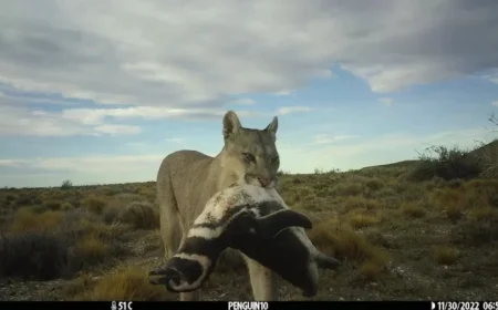 Pumas Return to Patagonia, Surprise Scientists with Penguin Interaction
