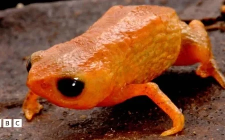 New Orange Toad Species Bracycephalus Lulai Discovered in Brazil